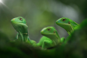 Three Fiji iguanas, Brachylophus, sitting on a branch Three Fiji iguanas, Brachylophus, sitting on a branch